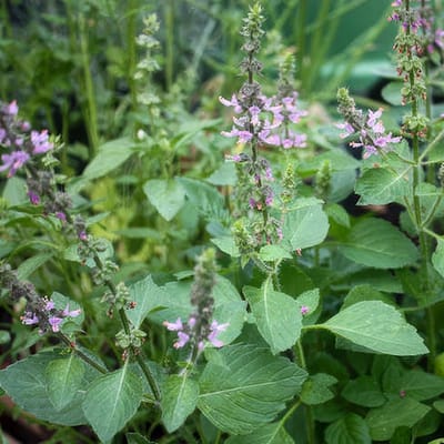 Kruiden zaden - Basilicum Blue Spice