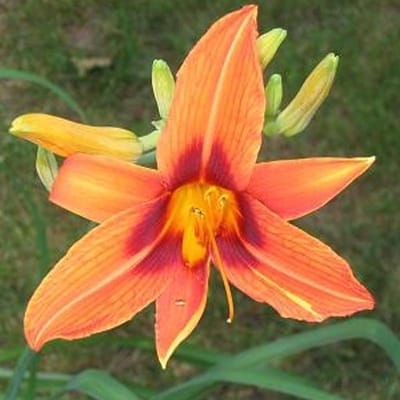 6 x Hemerocallis 'Rajah' - Daglelie pot 9x9 cm- Opvallende Rode Bloemen