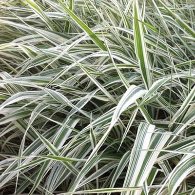 6 x Phalaris Arundinacea 'Picta' - Kanariegras Pot 9x9 cm - Gestreept Blad