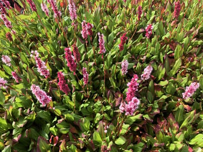 6x Duizendknoop - Persicaria aff. 'Kabouter' | 9x9 cm pot