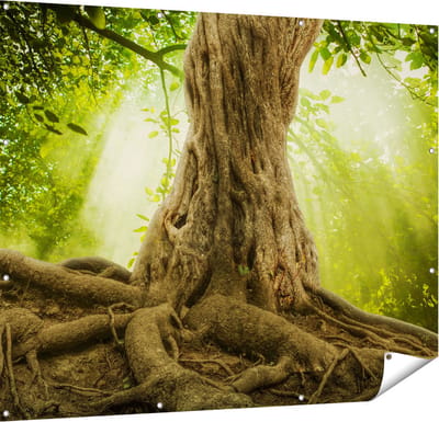 Gards Tuinposter Grote Boom in het Bos met Wortels - 150x120 cm - Tuindoek - Tuindecoratie - Wanddecoratie buiten - Tuinschilderij