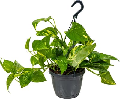 Bloomique - Epipremnum Aureum - Drakenklimop - Hangplant - Ook geschikt als Klimplant - Kamerplanten - Luchtzuiverend - Gemakkelijk in onderhoud - Hoogte 20-30 cm - Pot 15 cm