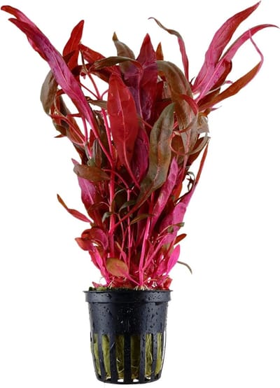 Aquaflora Alternanthera Reineckii Pink | Papegaaienblad | in 5 cm pot