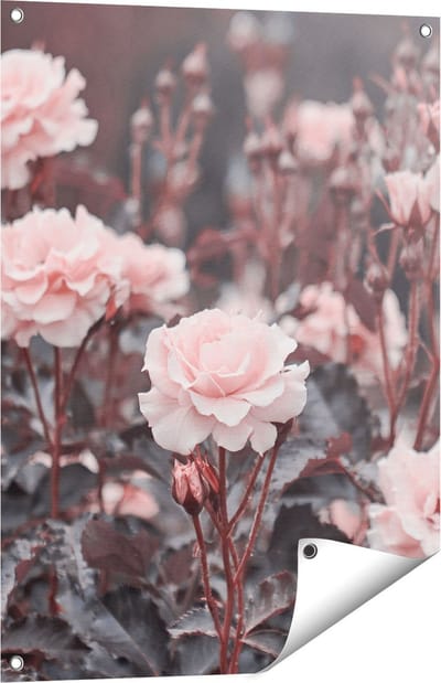 Gards Tuinposter Roze Rozen Bloemen - 60x80 cm - Tuindoek - Tuindecoratie - Wanddecoratie buiten - Tuinschilderij
