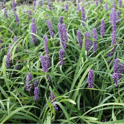 6x Leliegras - Liriope muscari 'Moneymaker' - Pot 9x9cm