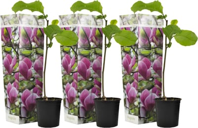 Plant in a Box - Magnolia Susan - Set van 3 - Brede struik/Kleine boom Winterhard - Paarse bloemen - Pot 9cm - Hoogte 25-40cm