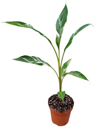 Musa Nono Kamerplant Potmaat Ø17 cm |Vers Van De Kweker