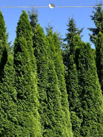 Westerse Levensboom Thuja Smaragd 180-200 cm, 3x Haagplant