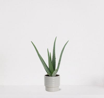 Aloë Vera in sierpot Naemi Offwhite – vetplant – eenvoudig te onderhouden - 35-45cm - Ø13 – geleverd met plantenpot – vers uit de kwekerij