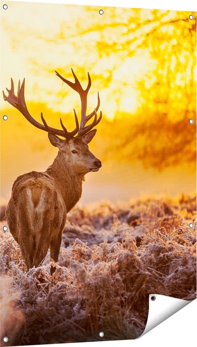 Gards Tuinposter Hert in Bos tijdens de Zonsopkomst - 80x120 cm - Tuindoek - Tuindecoratie - Wanddecoratie buiten - Tuinschilderij