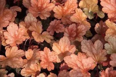 6x Purperklokje - Heuchera hybr. 'Peach Flambe' | 9x9 cm pot