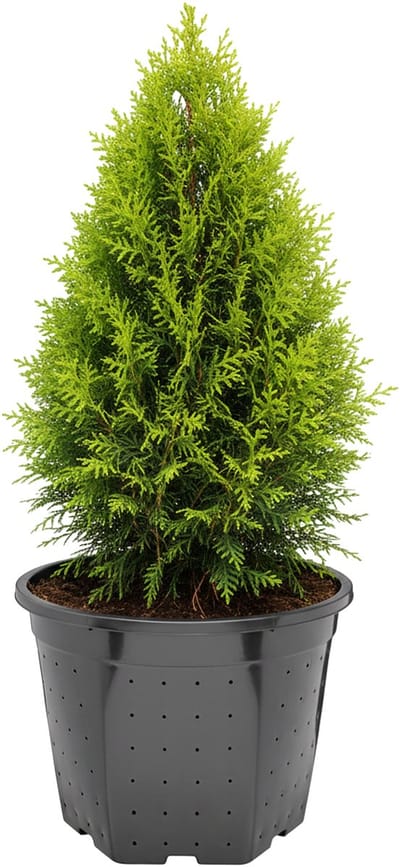 Garronda Vierkante kunststof bloempot met drainagegaten voor tuin (Zwart, Ø28 x 22 cm – 10 L) GD-KW-RSC