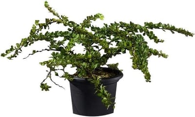 Japanse Berberis - Dwergstruik Bodembedekker - Tuinieren Bodembedekking - Dicht Vertakkend - 25-30 cm - Groen
