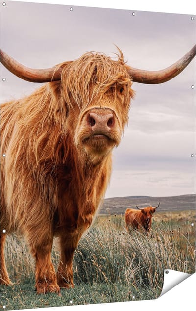 Gards Tuinposter Schotse Hooglander Koeien in de Wei - 120x160 cm - Tuindoek - Tuindecoratie - Wanddecoratie buiten - Tuinschilderij