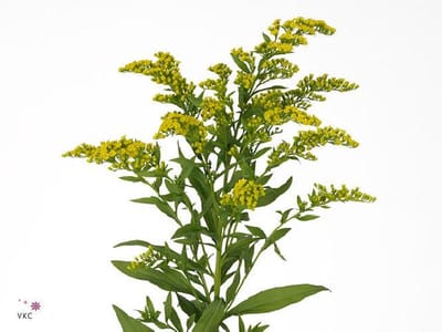 25x Solid.carzan glory 60cm