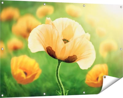 Gards Tuinposter Oranje Klaproos Bloemen - 120x80 cm - Tuindoek - Tuindecoratie - Wanddecoratie buiten - Tuinschilderij