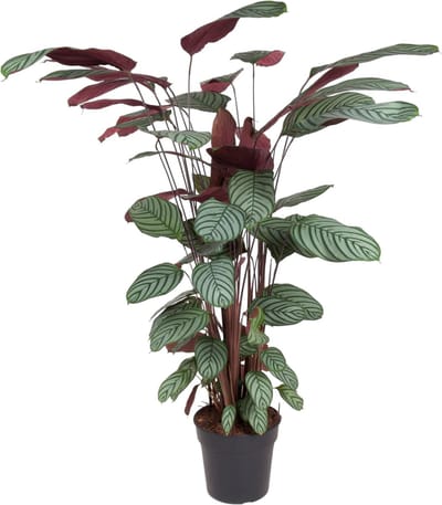 Roseopicta binnen met groen roze bladeren (Calathea Oppenheimiana), 130 cm hoog - ø27