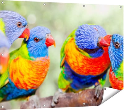 Gards Tuinposter Vier Regenboog Lori Vogels op een Tak - 120x90 cm - Tuindoek - Tuindecoratie - Wanddecoratie buiten - Tuinschilderij