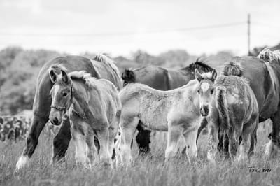 Trekpaarden TW6 - Foto - Ton van der Weerden - Fine Art Print op fotokwaliteit papier - 50 x 70 cm