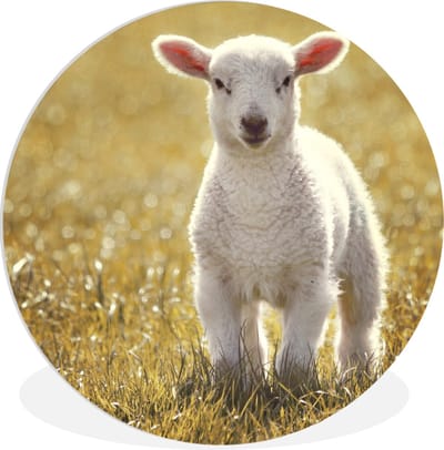 WallCircle® Wandcirkel 60x60 cm - Muurcirkel Schaap - Gras - Zon - Muurdecoratie woonkamer - Wanddecoratie slaapkamer - Kamer decoratie accessoires - Ronde schilderijen