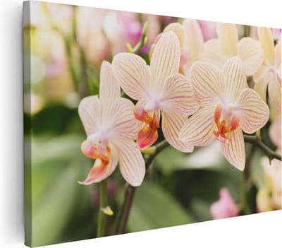 Artaza Canvas Schilderij Bloemen - 30x20 cm - Klein - Muurdecoratie Orchidee - Wanddecoratie Botanisch - Kamer Accessoires