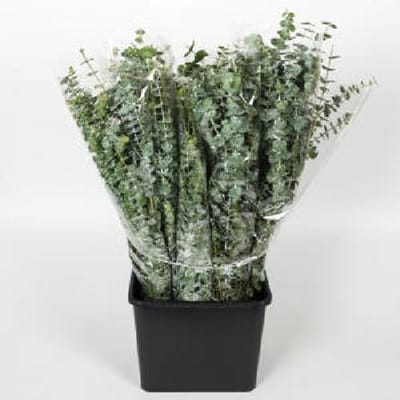 1x Sg eucalyptus baby blue 70cm