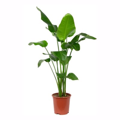 Bloomique - Strelitzia Nicolai - Paradijsvogelplant - Paradijsvogelbloem - XXL Kamerplanten - Luchtzuiverend - Gemakkelijk in onderhoud - Hoogte 150-170 cm - Pot 27 cm
