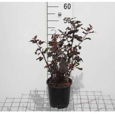 2 x Physocarpus opulif. 'Diabolo' - Blaasspirea, Sneeuwbalspirea 30- 40 cm in pot