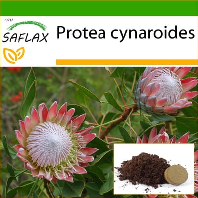 SAFLAX - Giant King Protea - 5 zaden - Met potsubstraat voor een betere teelt - Protea cynaroides