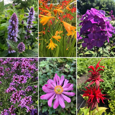 XL Borderpakket vaste planten: Insectentuin (Bijen en vlinders) - 18 stuks - 3m2 - P9 Pot (9 x 9cm) - Dima Vaste Planten
