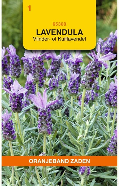 Oranjebandzaden -  Lavendel, Vlinder- of Kuiflavendel