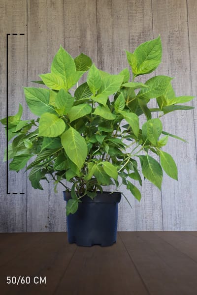 Plants Online - Haagplanten - Heesters - Hortensia 'Bodensee' - Pot 50-60 cm - set van 10 - Bladverliezend - Bloeiende plant - Informele haag - Weinig onderhoud - Zeer winterhard