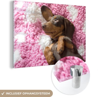 ® Glasschilderij 180x120 cm - Schilderij acrylglas - Een Teckel puppy op een roze deken - Foto op glas - Muurdecoratie woonkamer - Wanddecoratie slaapkamer - Schilderijen