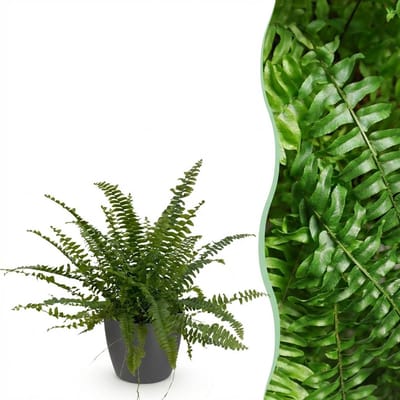 Plantenboetiek.nl | Nephrolepsis exaltata Green Lady - Varen - Huisdiervriendelijke Plant - Groen - met Potter Grijs - Ø12cm - 25cm hoog - Kamerplant - Arrangement - Plant met pot
