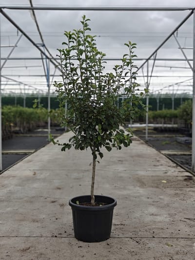 Pyrus communis - Oude Perenboom 'Triomphe de Vienne' - Onderstam Kwee Adams - 45L pot - ca. 2m