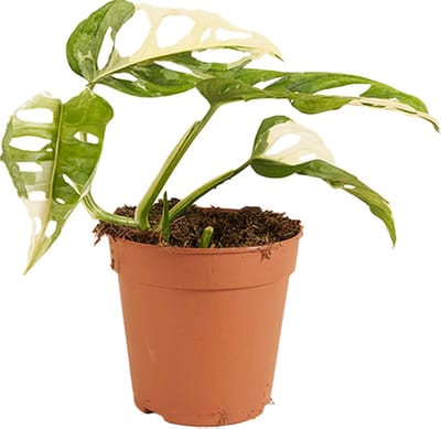 Bloomique - Monstera Adansonii Variegata - Monkey Mask - Zeldzame Kamerplanten - Geschikt als Klimplant - Luchtzuiverend - Hoogte 20-25 cm - Pot 12 cm