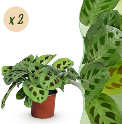 Plantenboetiek.nl | Maranta Fascinator Kerchoveana - Gebedsplant - Huisdiervriendelijk - Groen - 2 Planten - Ø12cm - 30-35cm hoog - Kamerplant - Groenblijvend