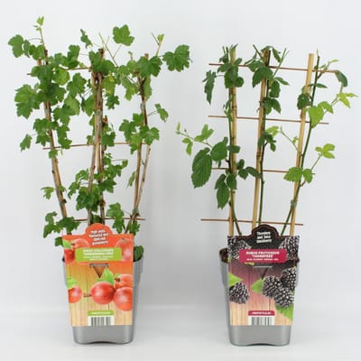 Fruitplanten mix  Fruit - Mix van 1 Rode Kruisbes en een Zwarte Braam in een C5 pot op Rek - hoogte 60 / 70 cm