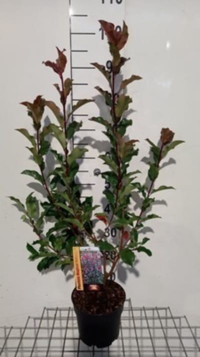 Photinia x fraseri 'Magical Volcano' - Glansmispel 30 - 40 cm in pot