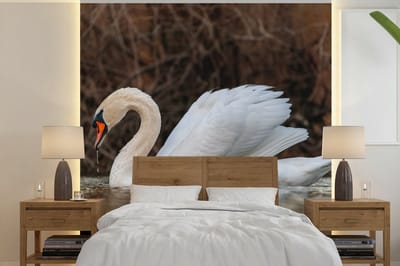 Behang - Fotobehang Zwaan - Water - Dieren - Vogel - Breedte 300 cm x hoogte 300 cm