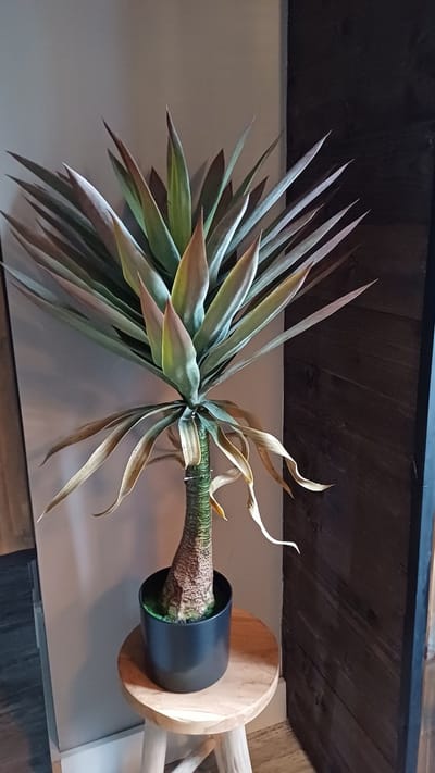 Yucca plant 90cm