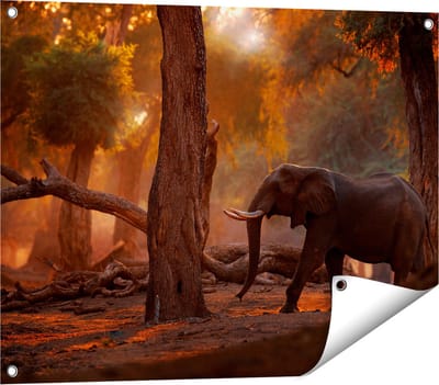 Gards Tuinposter Olifant in het Bos - 80x60 cm - Tuindoek - Tuindecoratie - Wanddecoratie buiten - Tuinschilderij