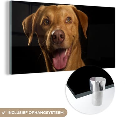 MuchoWow® Glasschilderij 40x20 cm - Schilderij acrylglas - Hond - Huisdieren - Portret - Foto op glas - Schilderijen
