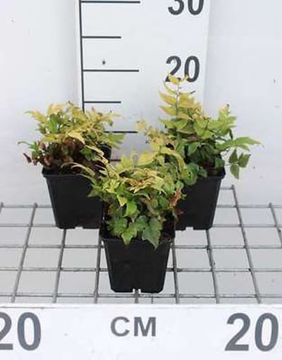 6x Ijzervaren , Sikkelvaren, Smalle Ijzervaren - Cyrtomium fortunei (polystichum fort.) | 9x9 cm pot