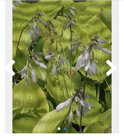6 x Hosta hybr. 'Sum And Substance' - Hartlelie, Funkia in pot 9 x 9 cm