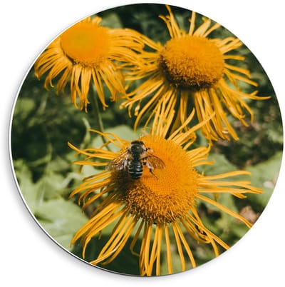 KuijsFotoprint - Schilderij - Bij Gele - Groen, Bruin En Geel - 40 X 40 Cm