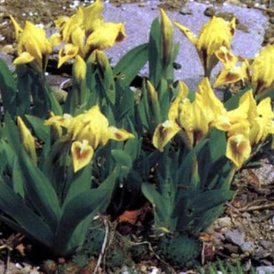 6 x Iris 'Brassie' - Dwergbaardiris pot 9x9cm