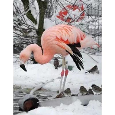 Diamond Painting Flamingo Volledige Ronde Diamond Borduren Cross StitchDecor Home Foto van Strass 20X30CM white
