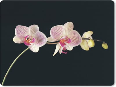 Muismat Orchidee - Orchidee tegen zwarte achtergrond muismat rubber - 23x19 cm - Muismat met foto