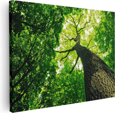 Artaza Canvas Schilderij Bos - 40x30 cm - Klein - Wanddecoratie Boom - Muurdecoratie Landschap - Kamer Accessoires Natuur